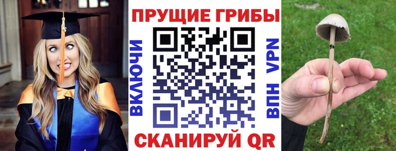 Купить закладки  Амурск  Псилоцибиновые грибы MAGIC MUSHROOMS 
